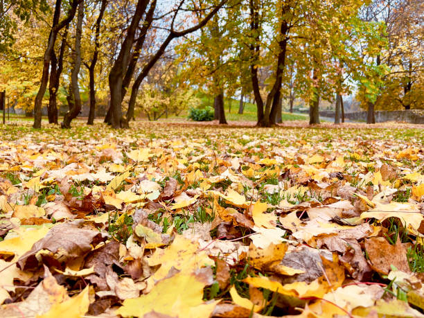 istock Dried leaf in a park in Hungary 2148939827