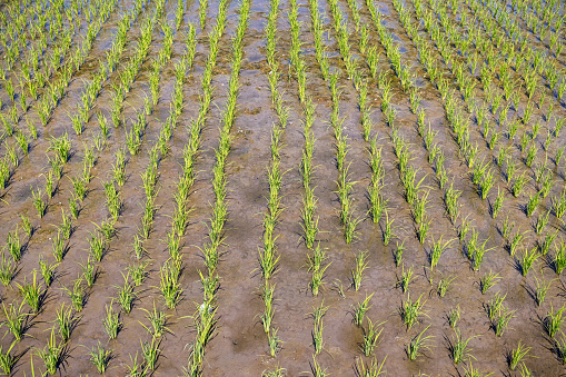 Freshly planted rice in a muddy field on the island Samosir in the lake Toba in North Indonesia