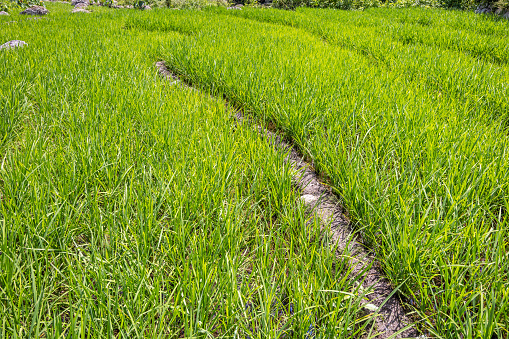 Footpath between freshly planted rice fields in the Samosir area close to the lake Toba in North Indonesia