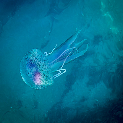 Pelagia noctiluca: bioluminescent jellyfish. (Medusozoa) Turquoise Mediterranean Sea background.