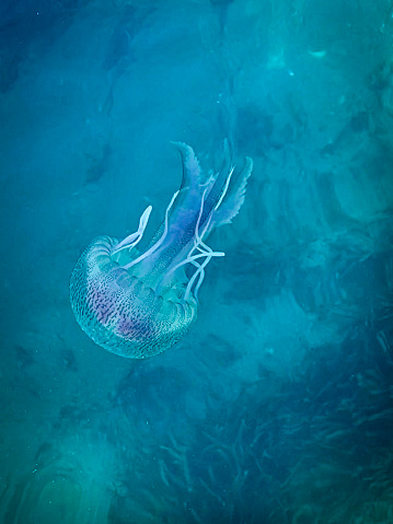 Pelagia noctiluca: bioluminescent jellyfish. (Medusozoa) Turquoise Mediterranean Sea background.
