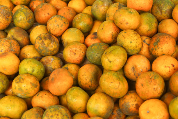 pile of orange fruit display in fruit shop