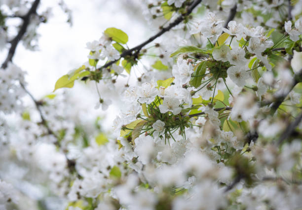 A blooming petals of white cherry blossom on branches on its tree during spring time with blurry background of nature