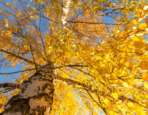 istock Golden leaves on a birch in autumn 2148940917
