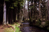 Mountain river in a green forest in a national park