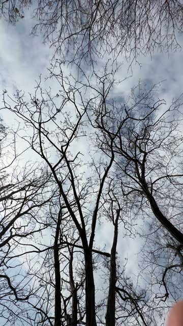 Tranquil Forest Canopy: Serene View Looking Upwards from Beneath a Tree with Green Branches Resembling Cascading Hair