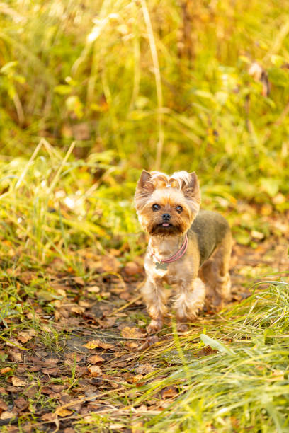 istock A Yorkshire Terrier dog with a medallion around its neck 2148941695