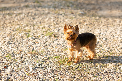A Yorkshire Terrier dog with a medallion around its neck