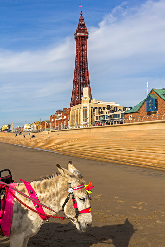 View of Blackpool tower with a donkey in the foreground, UK.  There are no people in the photograph