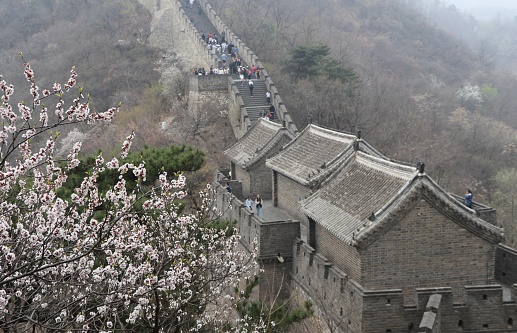 the Magnificent landscape of the Great Wall of China in Mutianyu, near Beijing, under the cherry trees