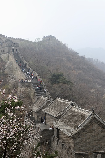 the Magnificent landscape of the Great Wall of China in Mutianyu, near Beijing, under the cherry trees