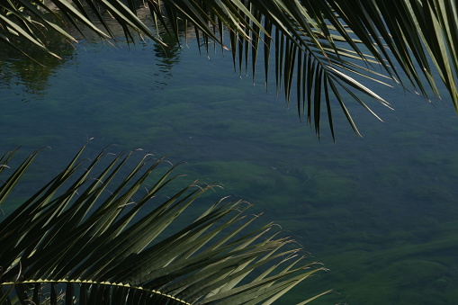close-up photos of mossy sea with palm branches hanging over it