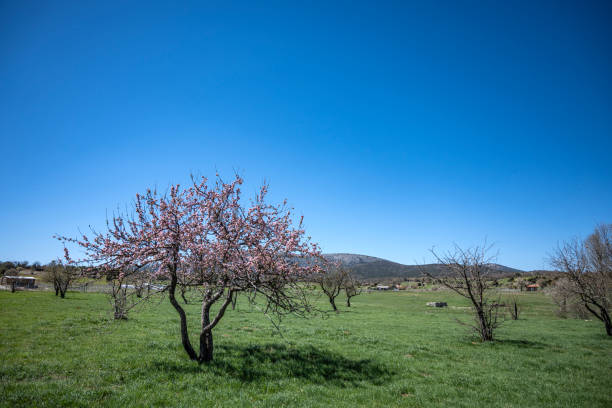 Beautiful landsacpe in the spring