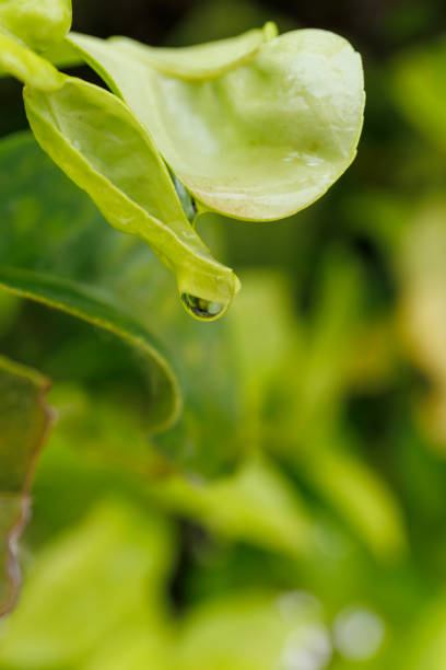 macro view of a drop of water ready to fall from a green leaf