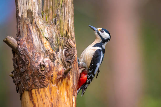 istock great spotted woodpecker bird, Dendrocopos major, 2148943893