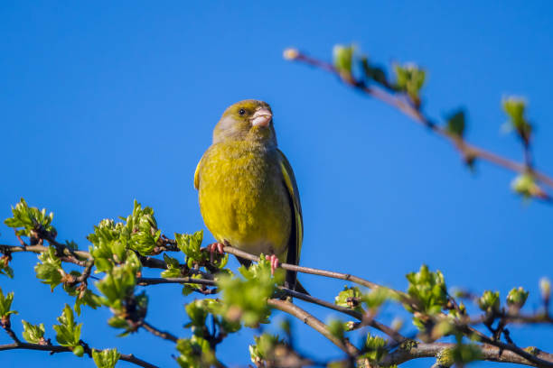 istock Greenfinch Chloris chloris male bird singing 2148943938