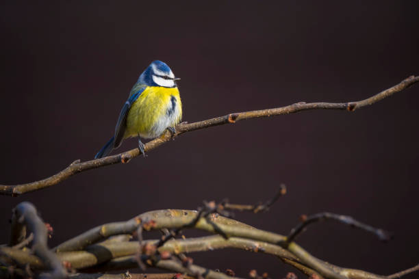 istock Eurasian blue tit, Cyanistes caeruleus, bird  perched 2148943940