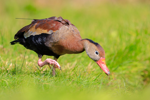 Closeup of a black-bellied whistling duck, Dendrocygna autumnalis, foraging on grass