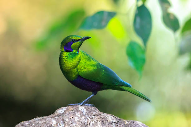 istock Emerald starling, Lamprotornis iris, iris glossy starling 2148943991