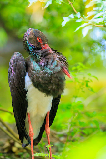 Closeup of a black stork, Ciconia nigra, resting in a green forest