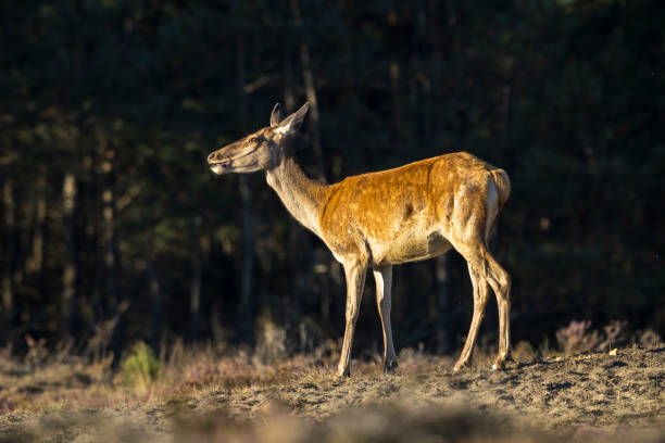 istock Female Red Deer doe or hind, Cervus elaphus 2148944005