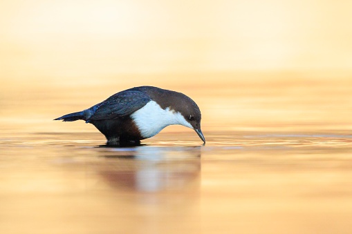 Close-up of a Northern white-throated dipper, cinclus cinclus cinclus, foraging in water