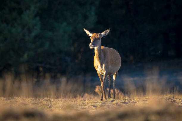 istock Female Red Deer doe or hind, Cervus elaphus 2148944023