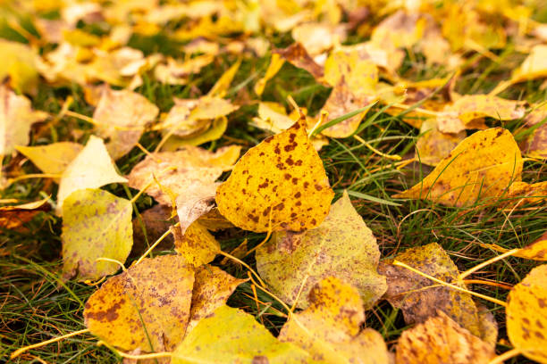 Fallen birch leaves on the grass in the park. Autumn.