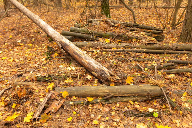 Fallen logs in the forest in autumn.