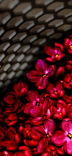 Many bright red flowers under a metal lattice, reaching towards the light.