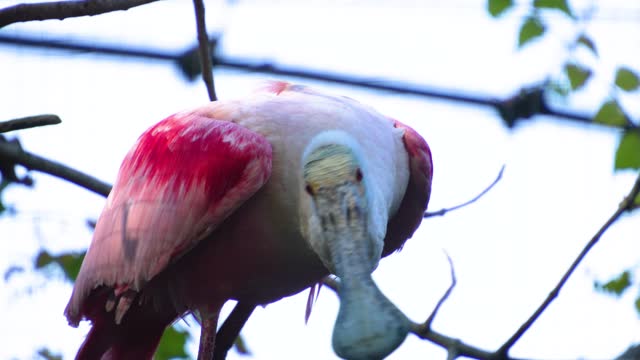 Close up Spoonbill ibis