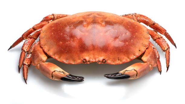 istock Edible brown cooked crab isolated on white background. 2148945909