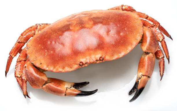 istock Edible brown cooked crab isolated on white background. 2148945927