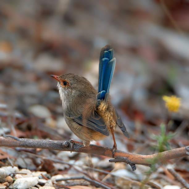 Juvenile Male Superb Fairy Wren  foraging on the ground