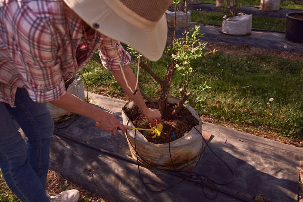 istock Woman farmer working on a blueberries farm and using agricultural tool. 2148947344