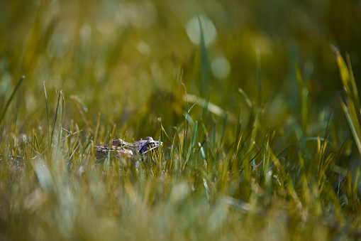 Agile frog Rana dalmatina in grassland