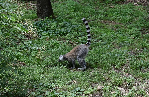 Catta lemur (Lemur catta) isolated in semi-liberty in a zoological park.