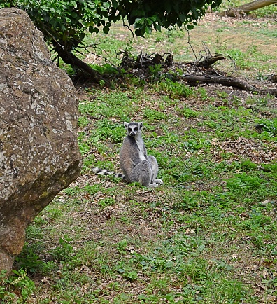 Vertical shot of a catta lemur (Lemur catta) sitting in grass, near a rock.