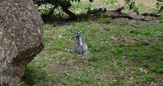 Catta lemur (Lemur catta) sitting in grass, near a rock.