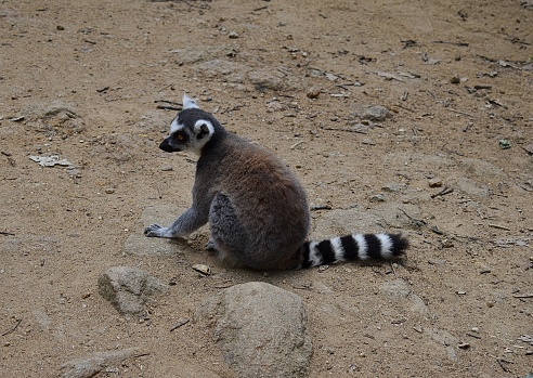 Catta lemur (Lemur catta)  sitting on earthy ground in a zoological park.