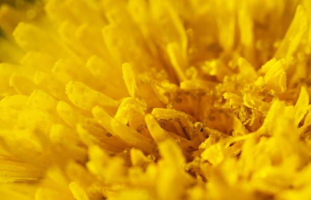 Yellow dandelion close-up. Abstract natural background.