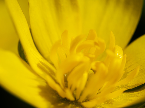 a  canola flower close up