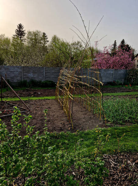 istock a willow tunnel made of wicker is a support for creeping plants. vegetables such as cucumbers and melons can be hung on a trellis where they will not succumb to mould 2148948254