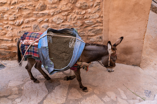 One packed donkey with soil walking down the stairs in front of old buildings in desert village in Wadi Bani Awf - Al Hamra,Oman