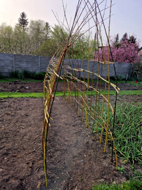 istock a willow tunnel made of wicker is a support for creeping plants. vegetables such as cucumbers and melons can be hung on a trellis where they will not succumb to mould 2148948495