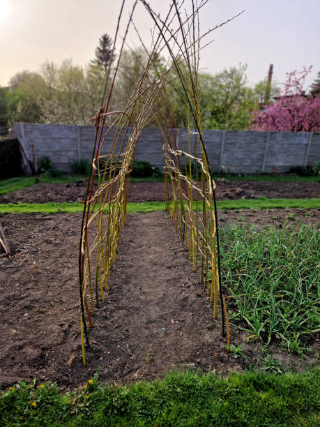 a willow tunnel made of wicker is a support for creeping plants. vegetables such as cucumbers and melons can be hung on a trellis where they will not succumb to mould