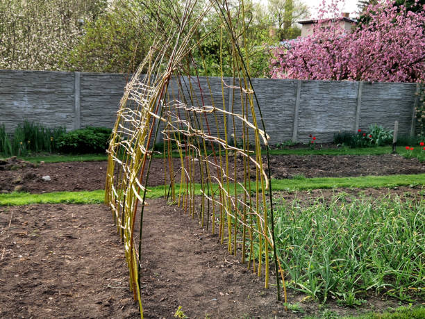 istock a willow tunnel made of wicker is a support for creeping plants. vegetables such as cucumbers and melons can be hung on a trellis where they will not succumb to mould 2148948498