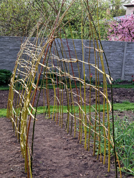 istock a willow tunnel made of wicker is a support for creeping plants. vegetables such as cucumbers and melons can be hung on a trellis where they will not succumb to mould 2148948500