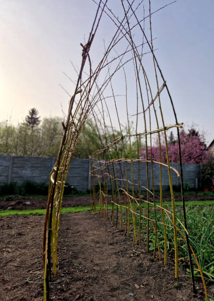 istock a willow tunnel made of wicker is a support for creeping plants. vegetables such as cucumbers and melons can be hung on a trellis where they will not succumb to mould 2148948523