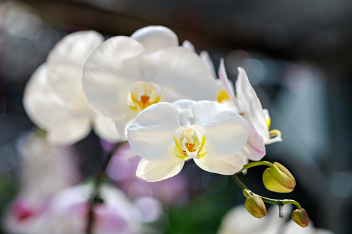 Close-up of beautiful white orchids growing in a tropical garden